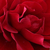 Czerwony  - Róże rabatowe floribunda - Grand Palace
